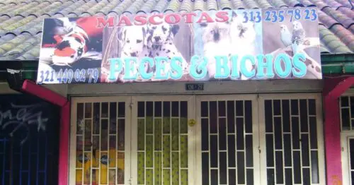 MASCOTAS PECES & BICHOS MASCOTAS PECES & BICHOS